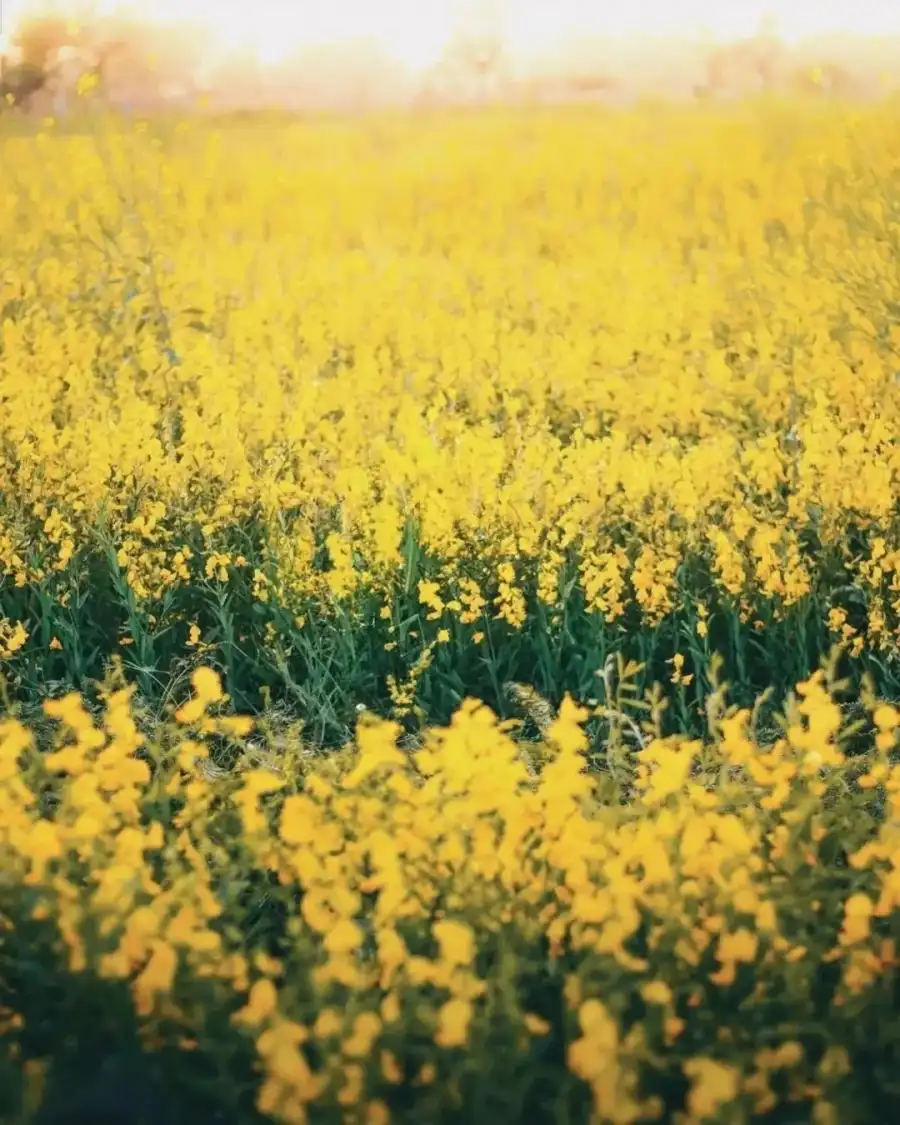 Photo Editing Field Of Yellow Flowers Background