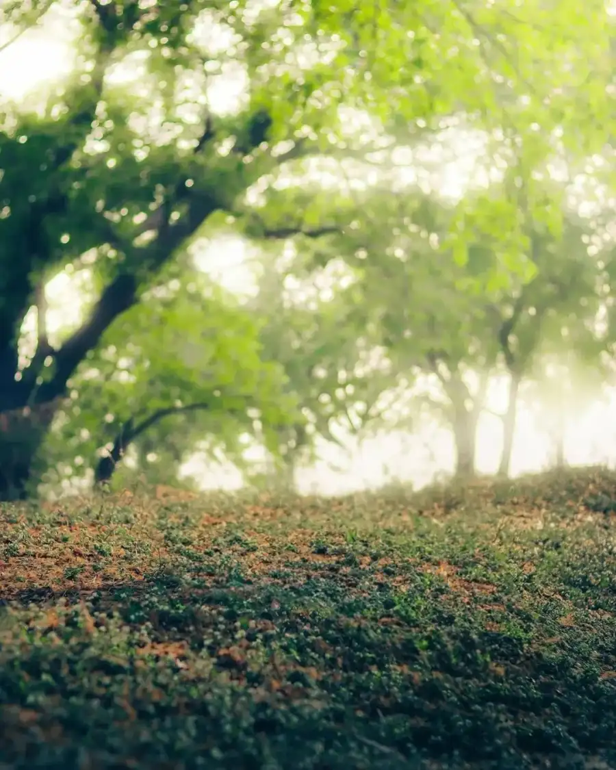 Photo Editing Grassy Area With Trees In The Back Background