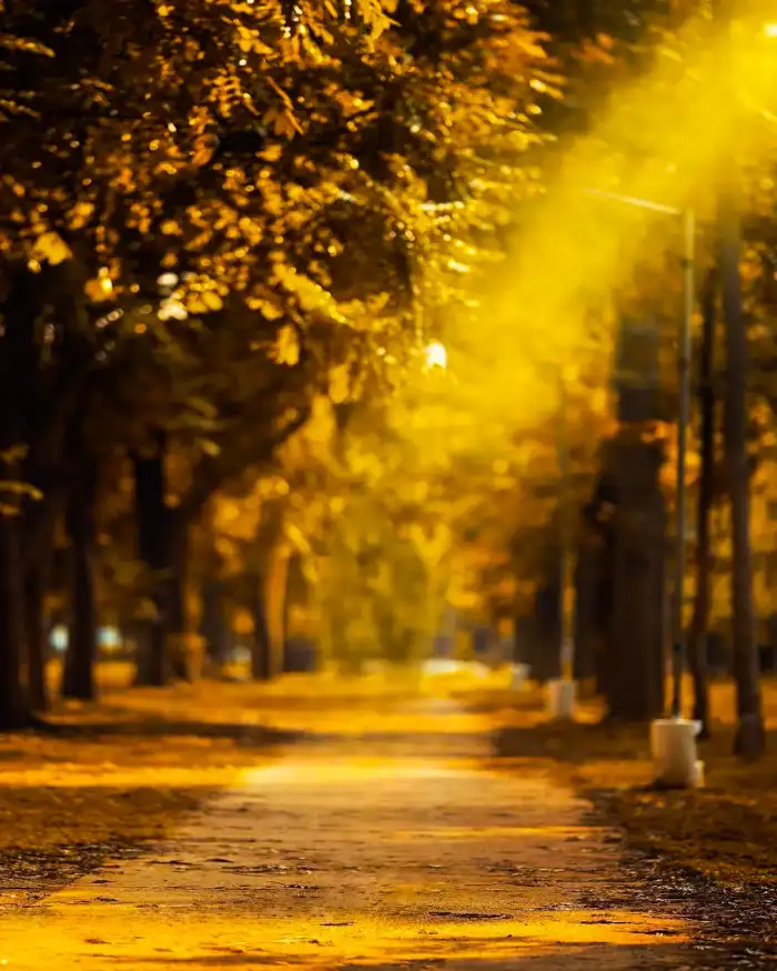 Photo Editing Road With Trees On Either Side     Background