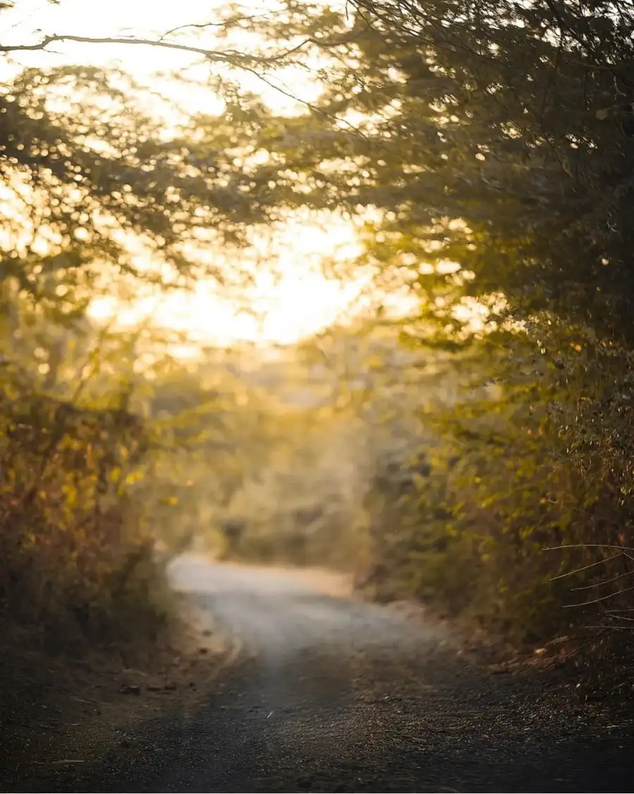 Photo Editing Road With Trees On Either Side Background