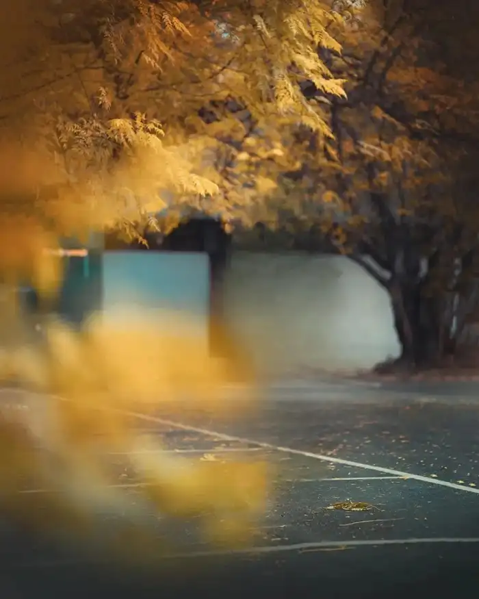 Photo Editing Road With Trees On Either Side Background