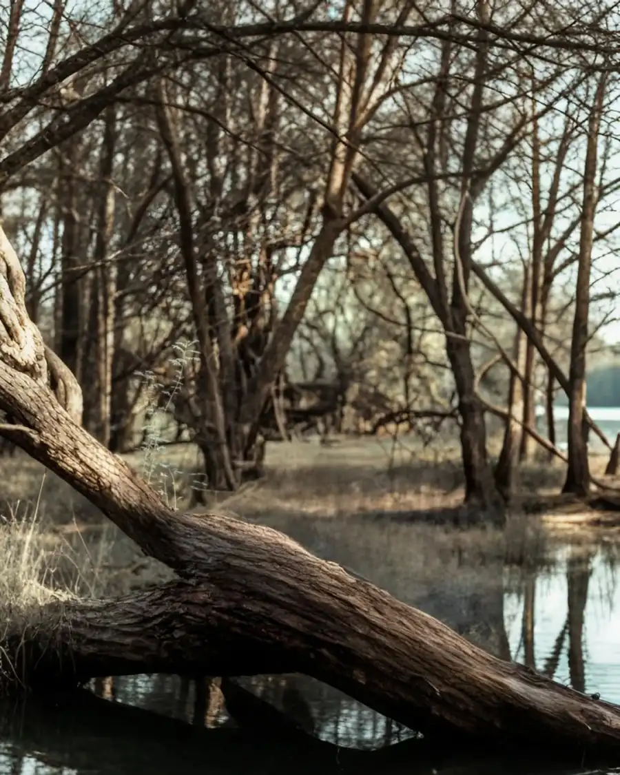 Photo Editing Tree Branch In A Swamp Background