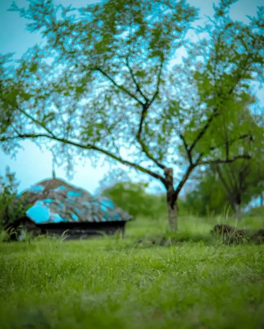 Photo Editing Tree In A Field Nature Background