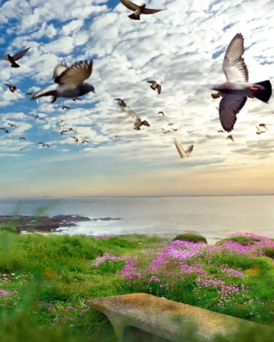 Photo Editingirds Flying Over A Beach Background