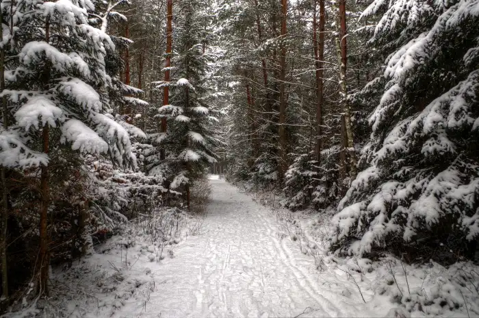 Photoshop Editing Road Path Winter Forest Background HD Images