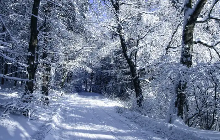 Photoshop Editing Road Path Winter Forest Background HD Images