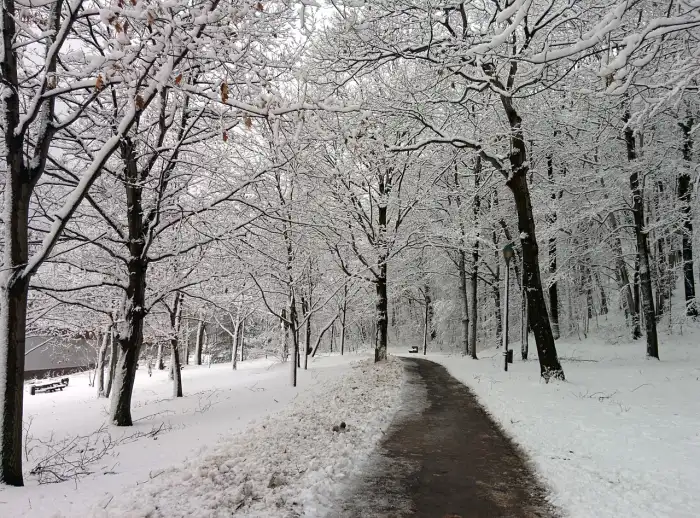 Photoshop Editing Road Path Winter Forest Background HD Images