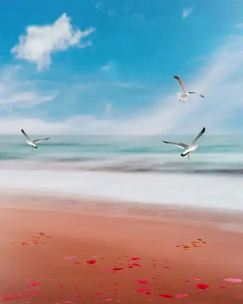 Picsart Beach Flying Bird Background HD Download