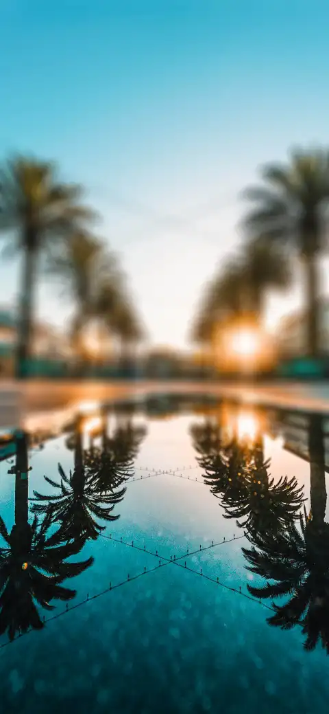 Picsart Editing Palm Tree Background HD Donwload