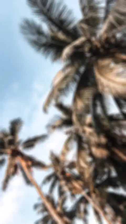 Picsart Editing Palm Tree Background HD Donwload