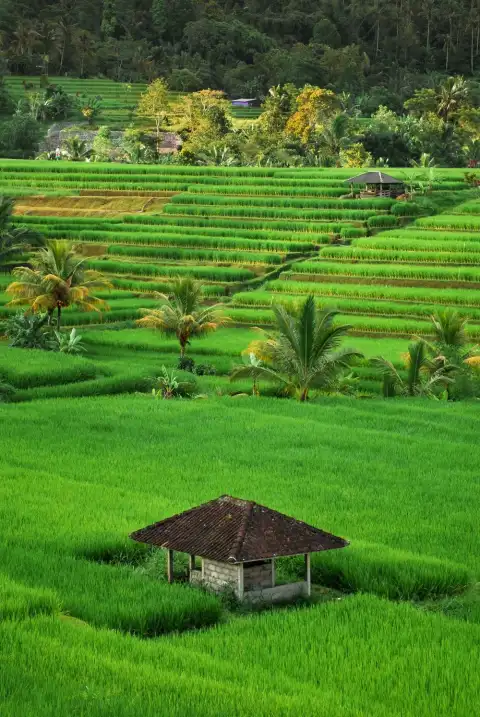 Picsart Rice Field Background HD Download Free