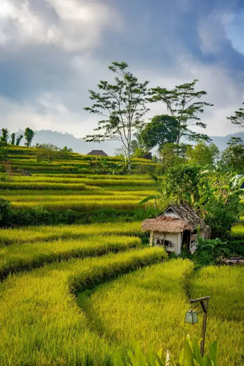 Picsart Rice Field Background HD Download Free