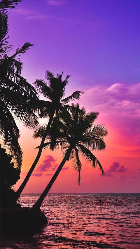 Picsart Sunset Palm Tree Background HD