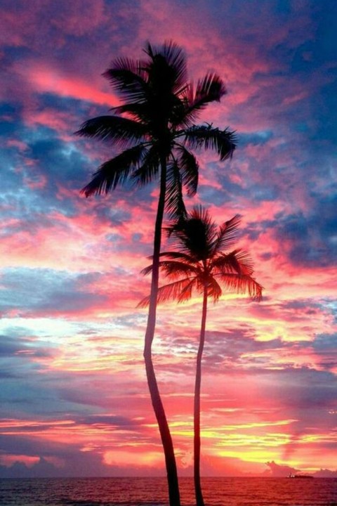 Picsart Sunset Palm Tree Background HD