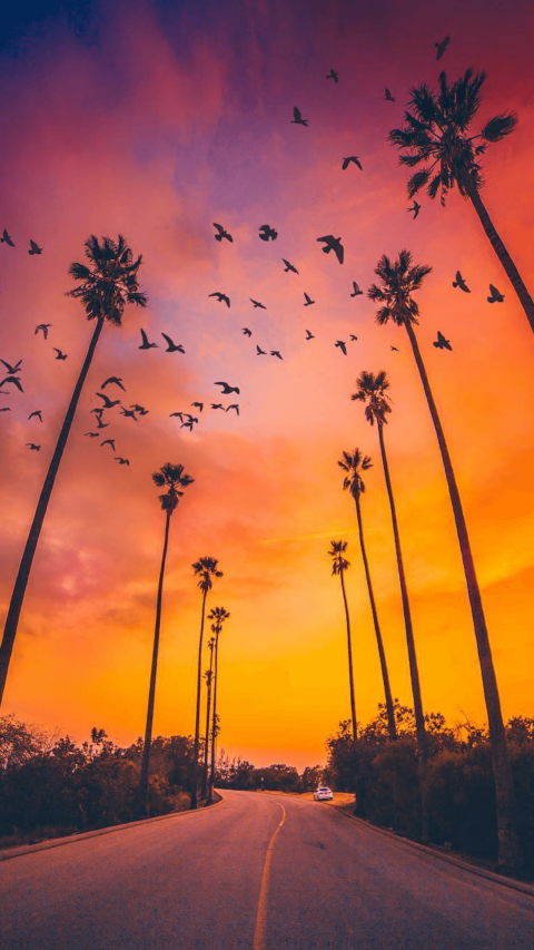 Picsart Sunset Palm Tree Background HD