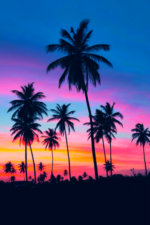 Picsart Sunset Palm Tree Background HD