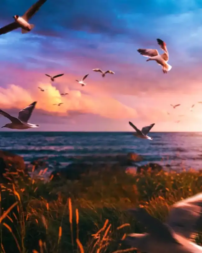 Picsart Sunset Sky Bird Background HD Download