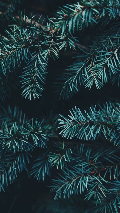 Thumbail Of Pine Tree Background