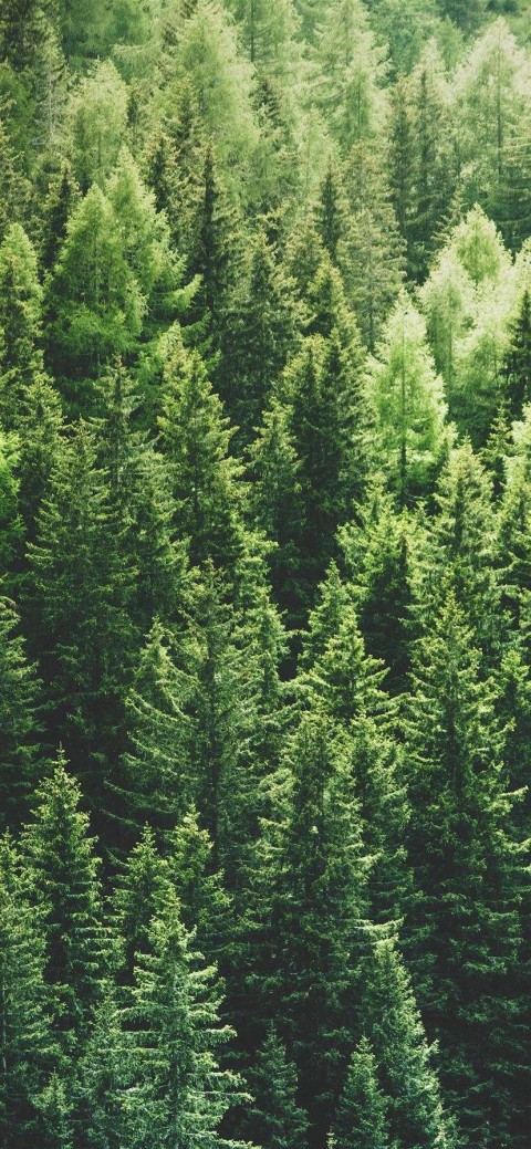 Pine Tree Top View Wallpaper Background HD Download