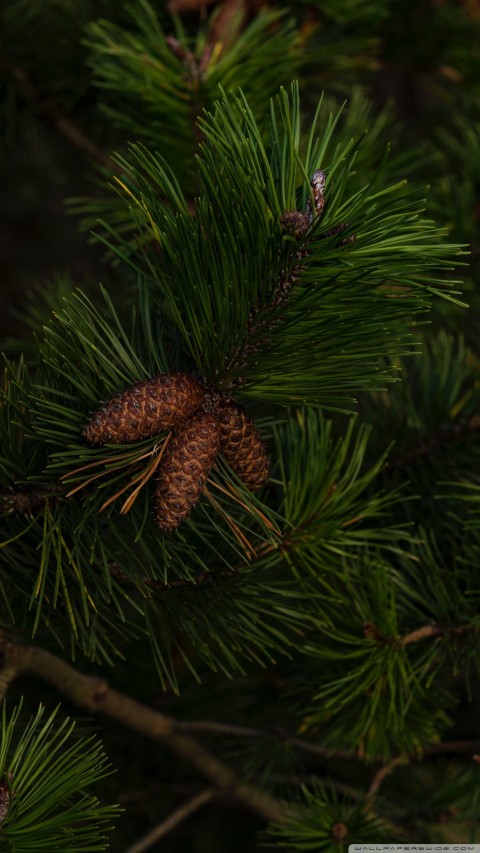 Pine Tree Top View Wallpaper Background HD Download