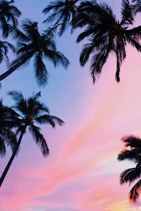 Pink Aesthetic Palm Tree Phone Wallpaper Background HD