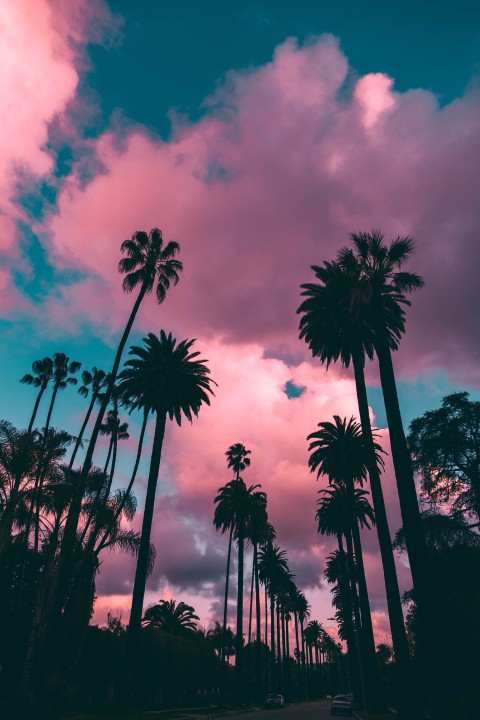 Pink Aesthetic Palm Tree Phone Wallpaper Background HD