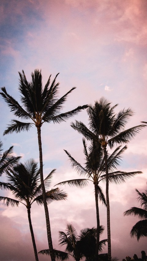 Pink Aesthetic Palm Tree Phone Wallpaper Background HD