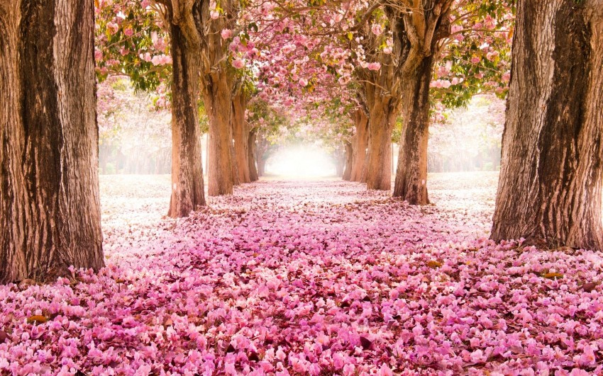 Pink Aesthetic Tree Background Full HD  Free