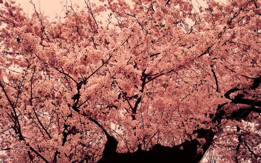 Pink Aesthetic Tree Background High Resolution