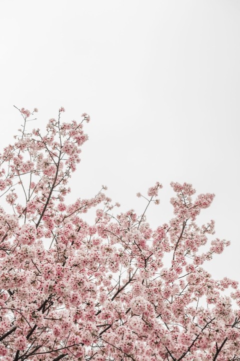 Pink Aesthetic Tree Phone Mobile Background HD