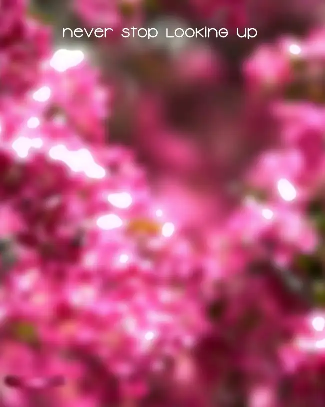 Pink Flower Tree Blur CB Background HD Download