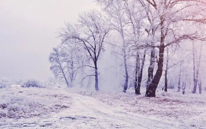 Pink Road Path Winter Forest Background HD Images