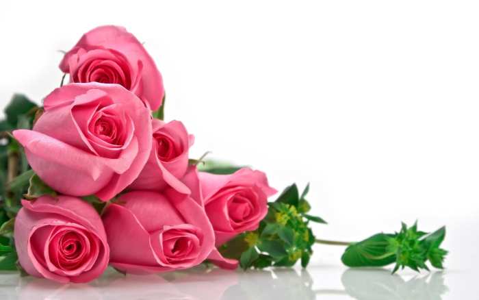 Pink Rose Wedding Marriage Background Free Download