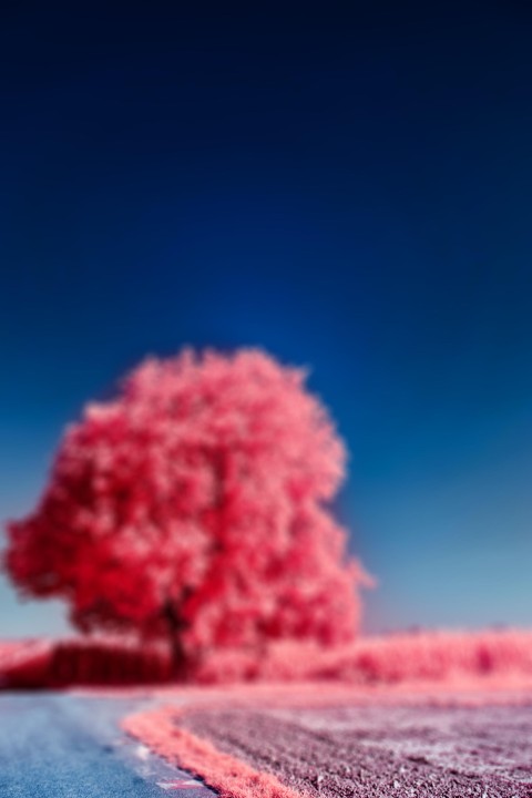 Pink Tree CB Picsart Editing Background HD Download