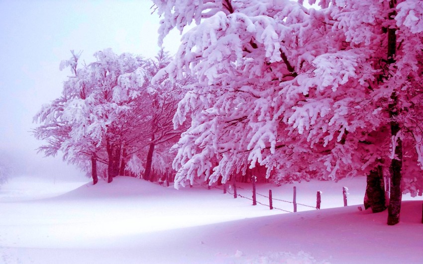 Pink Winter Tree Background HD Download