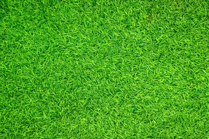 Real Editing Green Grass Background HD Images Free