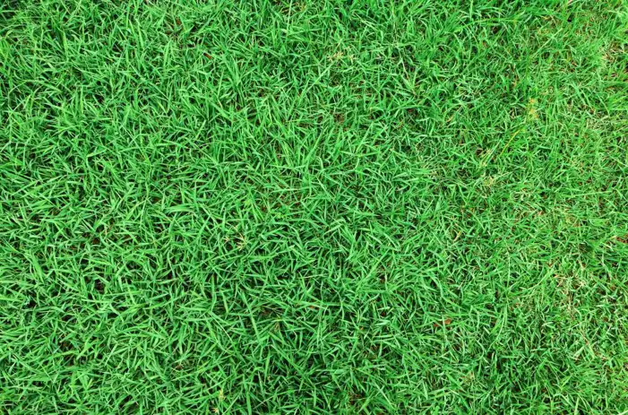 Real Editing Green Grass Background HD Images Free