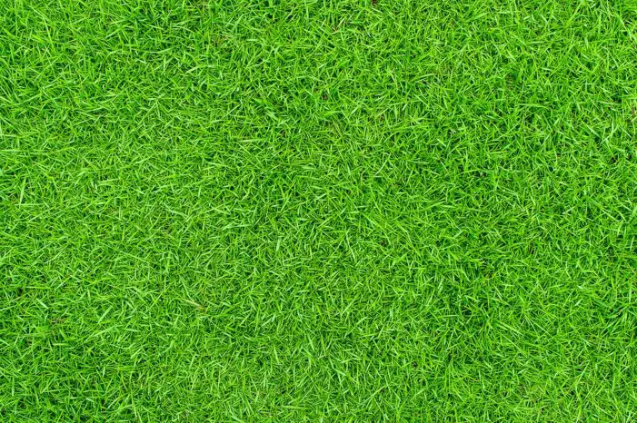 Real Green Grass Texture Background Full HD Images Free