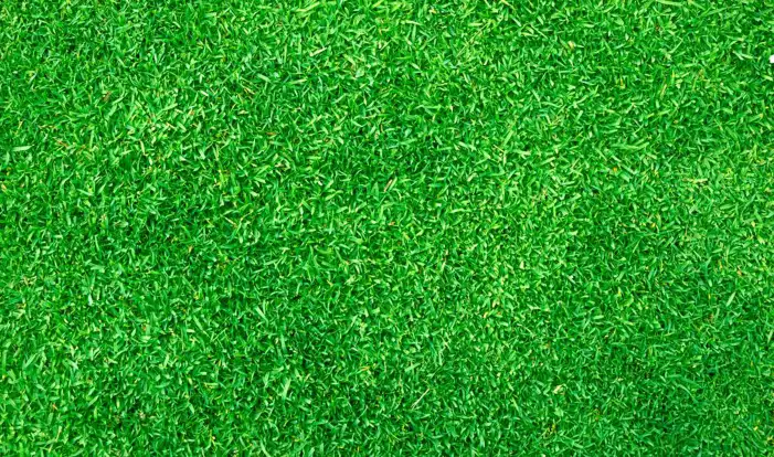 Real Green Grass Texture Background Full HD Images Free