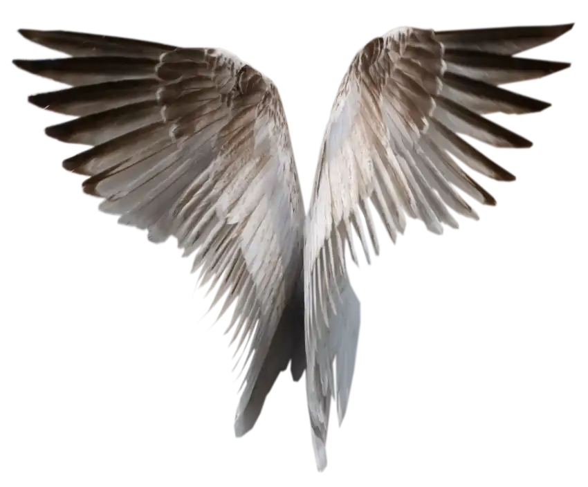 Real Wings Transparent PNG Images Download