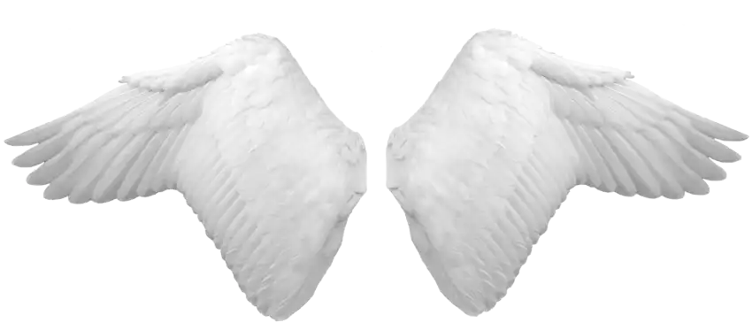 Realistic Wings PNG Transparent Background