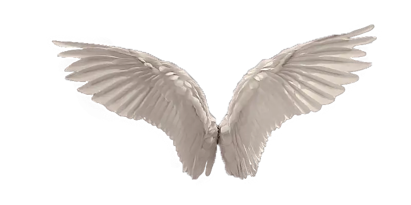 Realistic Wings PNG Transparent Background