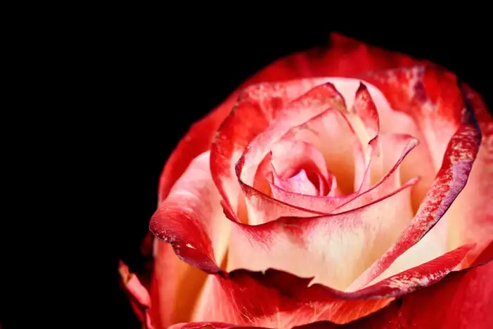 Red And Black Rose Flower Background HD