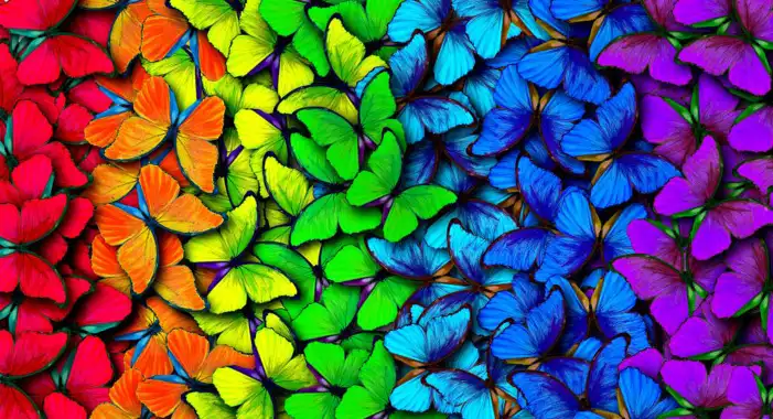 Red Blue Green Butterfly Background HD Images