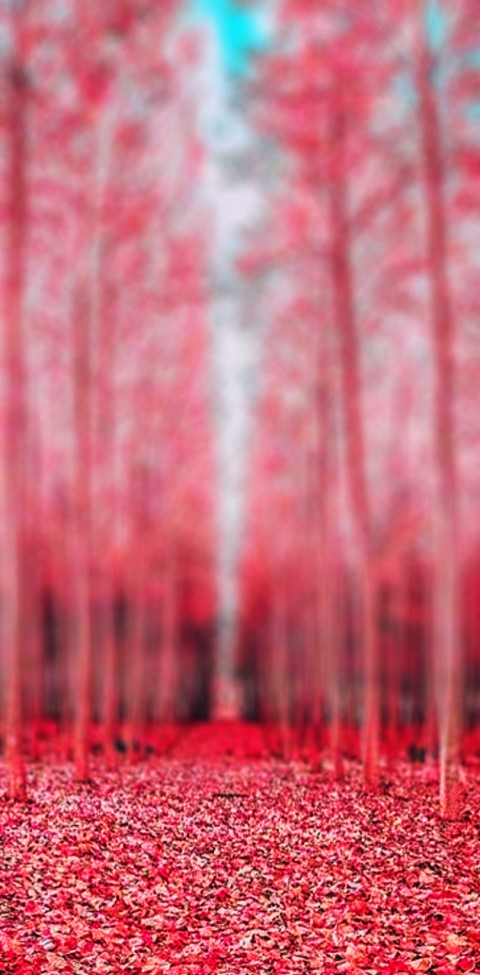 Red Forest Editing CB Picsart Background HD Download