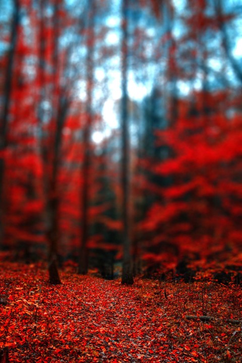 Red Forest Tree CB Picsart Background Full HD Download