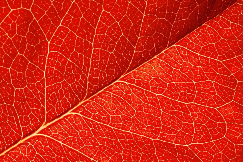 Red Leaf Texture HD Background Wallpaper