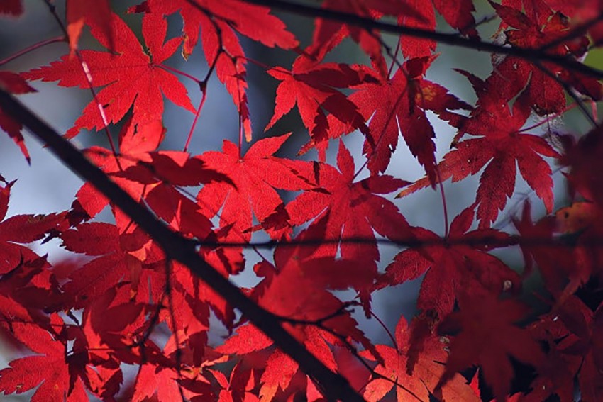 Red Leaf Texture HD Background Wallpaper