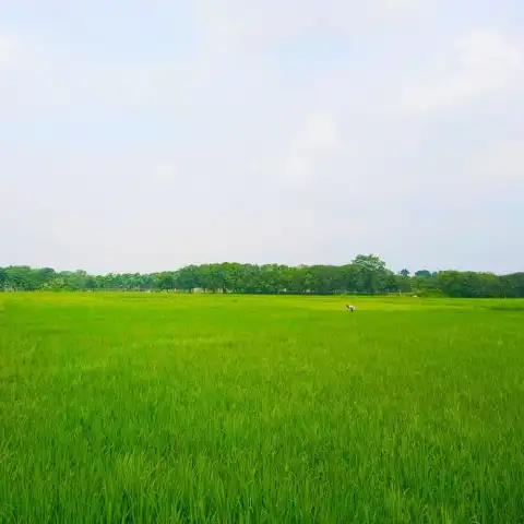 Rice Field Background Full HD Download Free