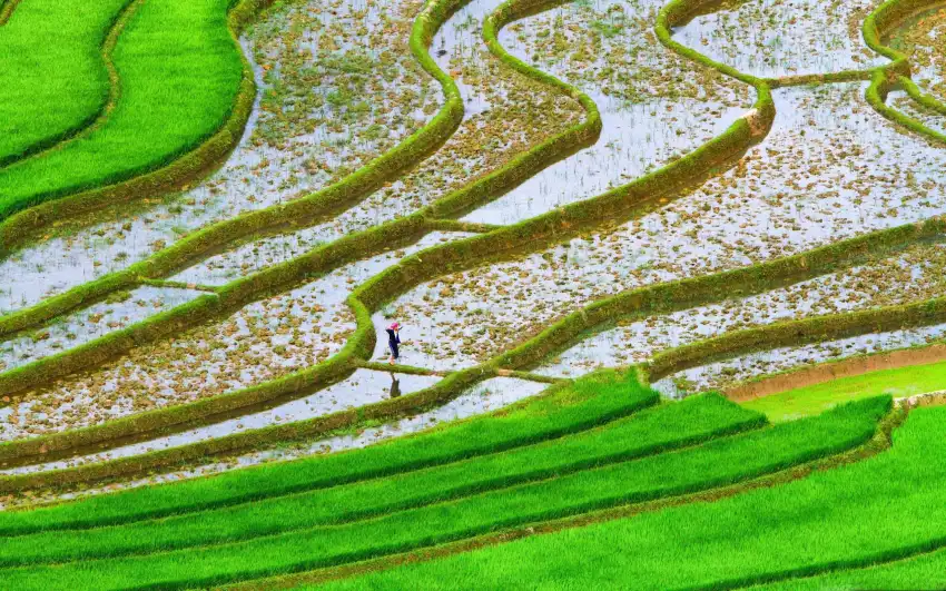 Rice Field Background Full HD Download Free